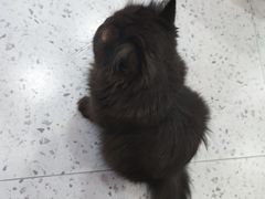 -喵园·猫主题咖啡厅·撸猫·猫咖(国贸店)