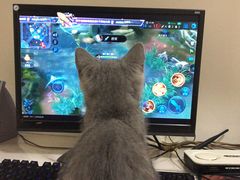 -喵zoo家庭繁育猫舍(尖东智能花园店)