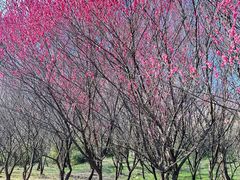-南京市江宁方山