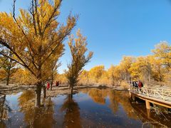-金塔沙漠胡杨林景区