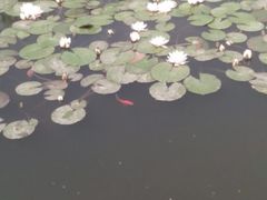 android_upload_pic-文瀛公园