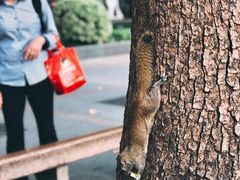 -也枫·小黄楼(南山路旗舰店)