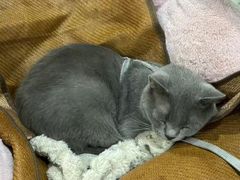 -小板凳(四公里店)