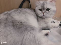 -飞行喵MR PILOT|猫舍·猫咖(静安大融城店)