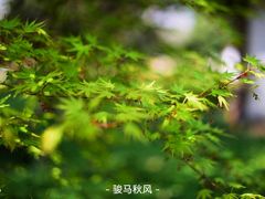 -老浒记民俗酒楼(王府井店)