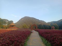 -广州市石门国家森林公园