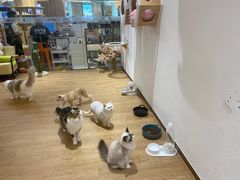 -1013 PET SHOP精品宠物商店(丁香店)