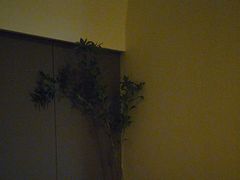 -小仙女采耳·按摩·SPA(深圳旗舰店)