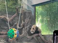 -武汉动物园