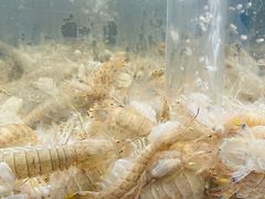 -半岛听涛蒸汽海鲜自助(K11店)