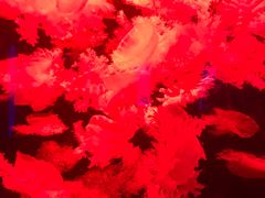 -多彩贵州城极地海洋世界