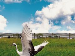 -盐城丹顶鹤湿地生态旅游区