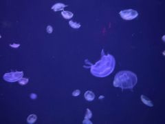 -太平洋海底世界