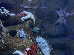 -瑞普利水族馆