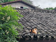 -磁器口古镇