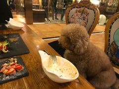 -more than meow吴止猫主题餐厅(承德 中船汇店)