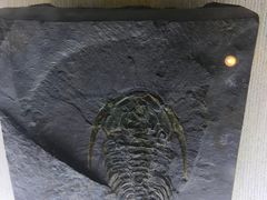 -辽宁古生物博物馆