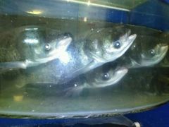 android_upload_pic-永安鱼庄·镇江菜(东吴路店)