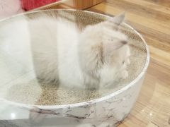 -袖虎·猫馆(体育西路店)