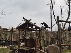 -上海野生动物园