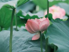 -陈家山荷花公园