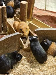 -Zoolung Zoolung动物主题公园(海信广场店)