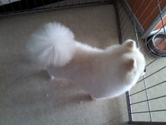 -派多格宠物(鼓楼店)