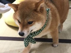 -逗柴咖啡屋·狗咖猫咖宠物桌游