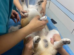 -中农国际动物医院24小时·猫科·骨科·急重症中心