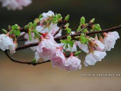 -天适樱花悠乐园