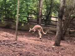 -清迈夜间动物园