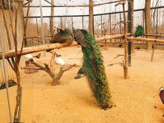 -石家庄市动物园