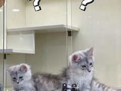 -十年猫舍·猫咪专门店(普陀店)