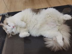 -南京Hallo宠物乐园·哈罗犬舍·柴犬繁育基地