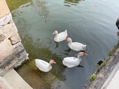 -苏州文庙(姑苏区)