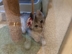 -momokira米努特·德文卷毛猫·棉花面纱犬