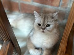 -豆逗聊愈猫阁Easy Life