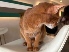 -飞行喵MR PILOT|猫舍·猫咖(静安大融城店)