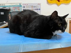 -宠福鑫动物医院(望京分院)