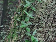 -西湖风景区十里琅珰-五云山