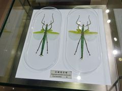 -上海昆虫博物馆