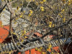 -泰山风景名胜区-普照寺