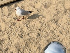 -海云台海滩