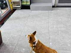 -艾贝尔宠物医院·宠保定点·超声绝育·免疫点(樱花路店)