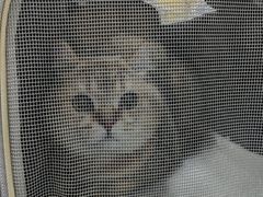 -心仪动物医院·牙专科·肿瘤·心脏科(西客站院)