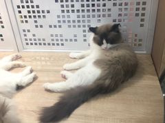 -BABIT巴比特宠物(MOMOPARK店)