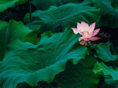 -白鹭湾湿地公园