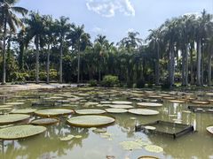 -中国科学院西双版纳热带植物园