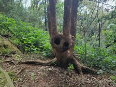 -上海佘山国家森林公园天马山园