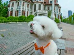 -超宠爱宠物摄影-Super pet